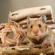 Relaxdays Hamster Accessory Set, 5 Pieces, Grass Tube & 4 Balls, Cage Accessories, Rodents, Mice, Hamster Toy Straw / Grass, Natural