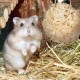 Relaxdays Hamster Accessory Set, 5 Pieces, Grass Tube & 4 Balls, Cage Accessories, Rodents, Mice, Hamster Toy Straw / Grass, Natural