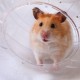 Relaxdays Hamster Ball, Diameter 18.5 cm, Running Ball for Hamsters and Mice, Plastic, Rodent Toy for Running, Transparent/White Relaxdays Hamster Ball, Diameter 18.5 cm, Running Ball for Hamsters and Mice, Plastic, Rodent Toy for Running, Transparent/White