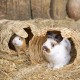Relaxdays Rabbit House, 3 Piece Set, Grass House, Rabbit Toy, Small Animal Accessories for Rodents, 2 Sizes, Natural Relaxdays Rabbit House, 3 Piece Set, Grass House, Rabbit Toy, Small Animal Accessories for Rodents, 2 Sizes, Natural