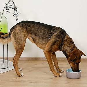 Kerbl-Stainless-Steel-Pet-Food-Bowl-for-Dogs-and-Cats-B001TNQ0MY