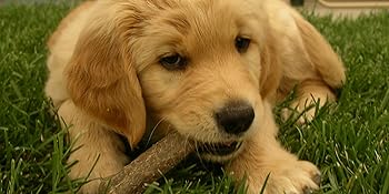 Nylabone-984101EU-Raw-Skin-Alternative-Knot-Bone-Beef-Flavour-for-Medium-Dogs-up-to-16-kg-M-B06ZY5LGQ1