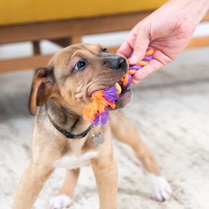 Petstages-Cool-Teething-Stick---Spielzeug-fr-Hunde---ideal-fr-den-Zahnwechsel-B0009YJ3QE