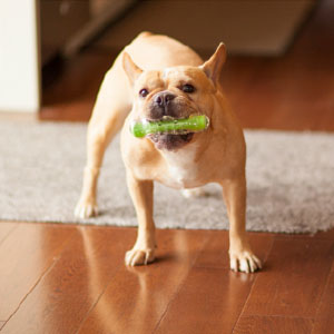 Petstages-Crunchcore-Bone---Knochen-Kauspielzeug-fr-Hunde---als-Alternative-zu-Wasserflaschen---M-B00DT2WKSG