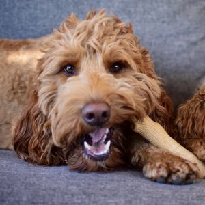 Petstages-Crunchcore-Bone---Knochen-Kauspielzeug-fr-Hunde---als-Alternative-zu-Wasserflaschen---M-B00DT2WKSG
