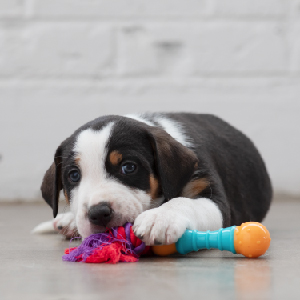 Petstages-Dogwood---Hunde-Kauspielzeug---als-Alternative-zu-Holzstckchen---Gre-S-B007R1BN6U