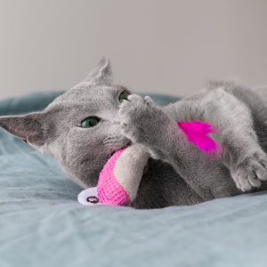 Petstages-Squeak-Squeak-Mouse---Plschspielzeug-fr-Katzen---mit-Katzenminze---Maus-B092LQTT62